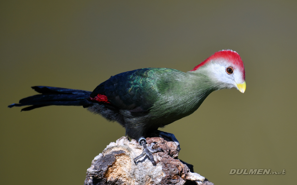 Red-crested turaco (Tauraco erythrolophus)
